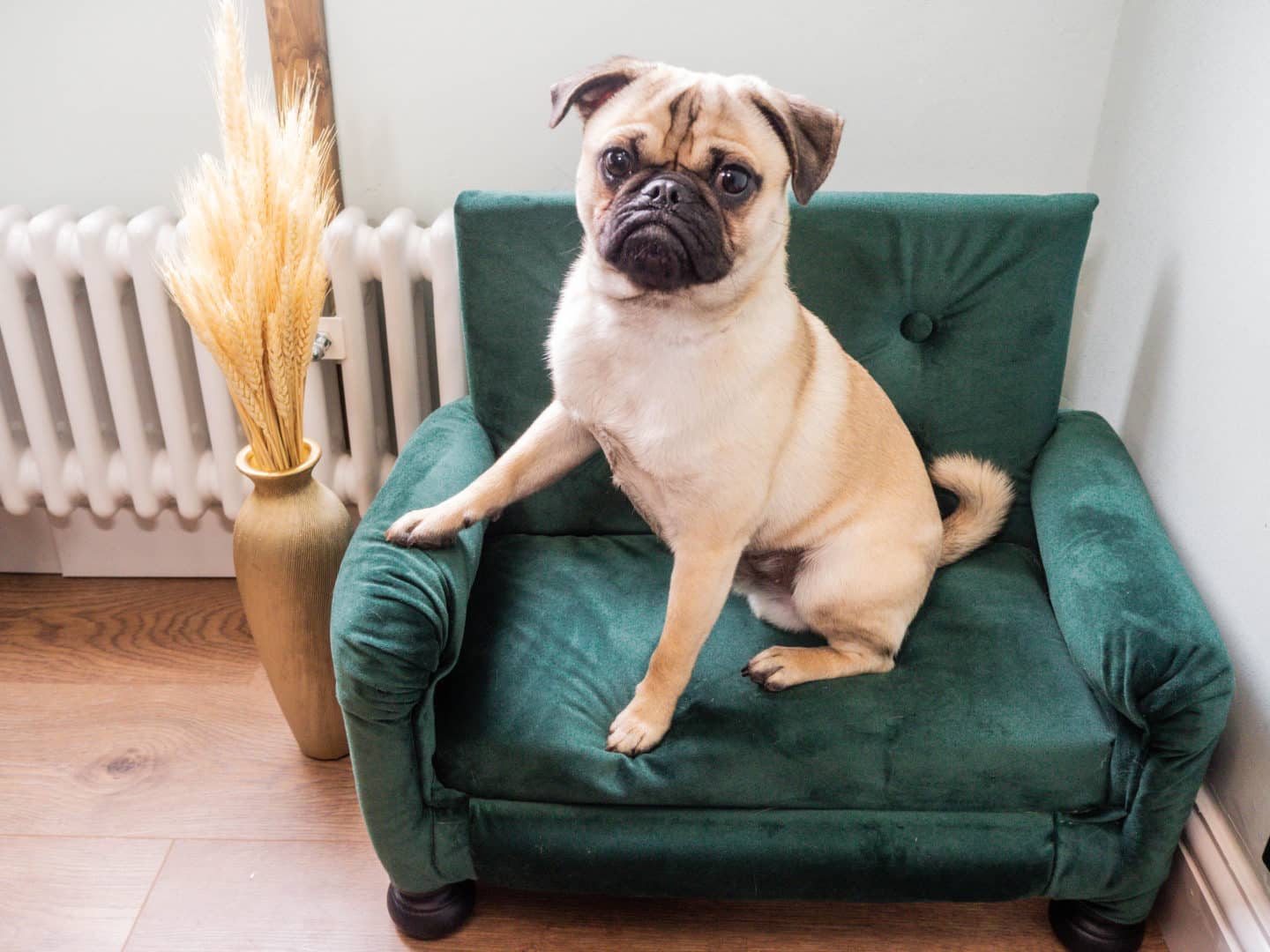 How to build a luxurious dog sofa bed