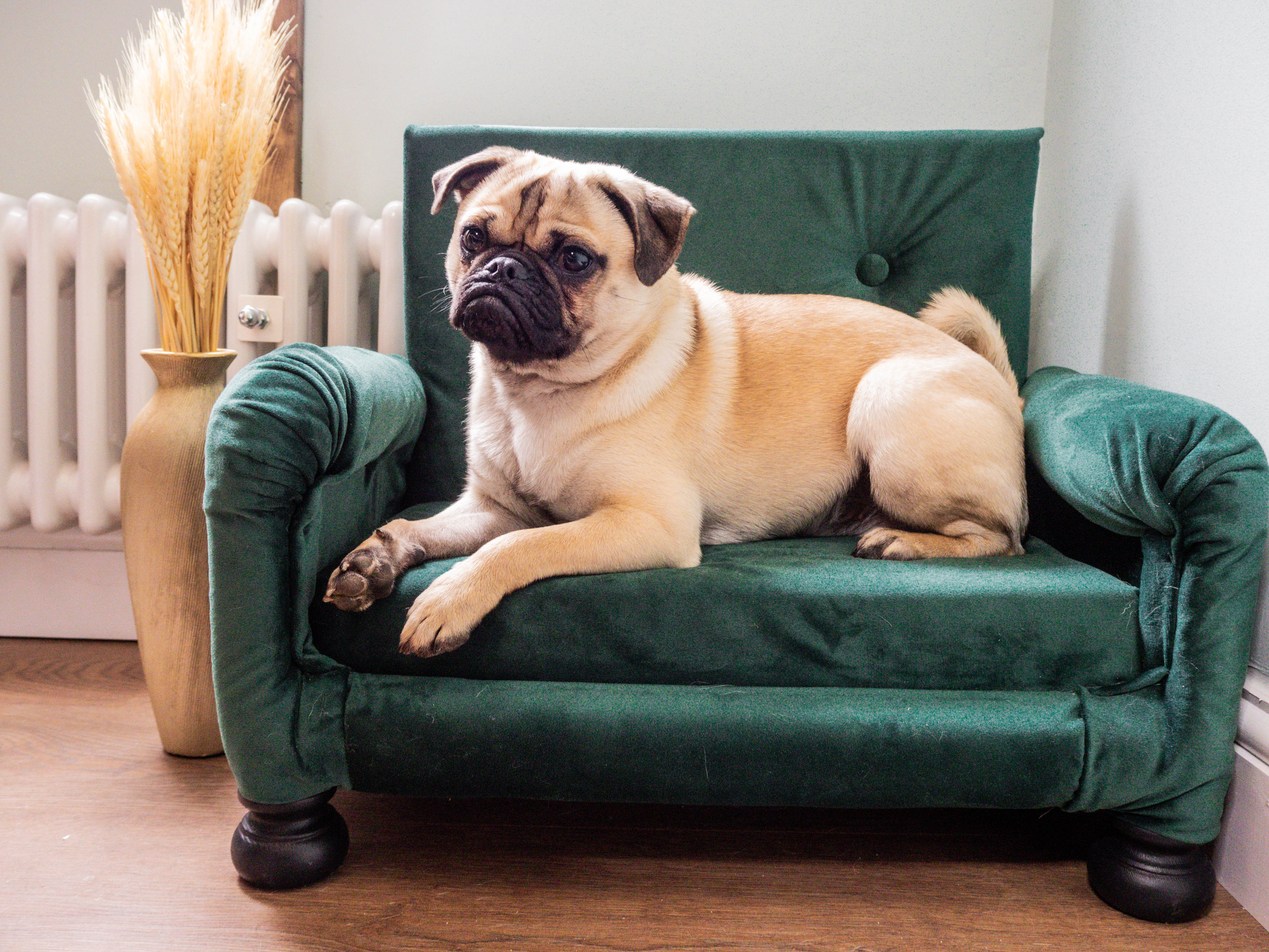 How To Build A Luxurious Dog Sofa Bed